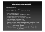 Alkohol-Dehydrogenase (ADH)