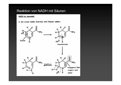 Alkohol-Dehydrogenase (ADH)