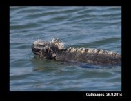 Galapagos, 26.9.2014