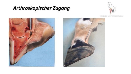 Verletzungen des distalen Zehenorgans - Kleine Verletzung - große Wirkung