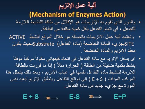  الانزيمات-3