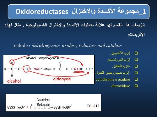  الانزيمات-3