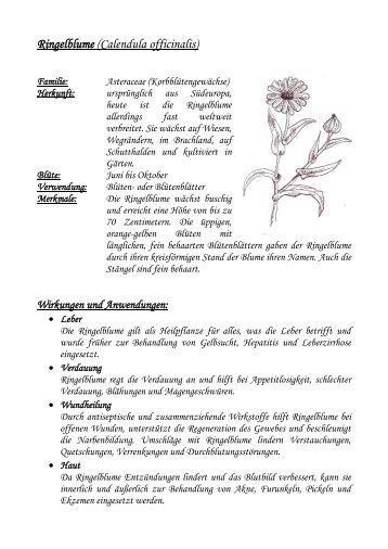 Ringelblume (Calendula officinalis) - Die Koboldfreunde