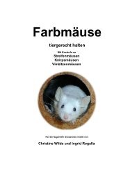 Farbmäuse tiergerecht halten - Nager Info