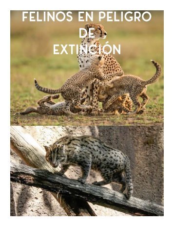 felinos en peligro de extinción