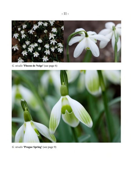 North Green Snowdrops