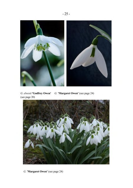 North Green Snowdrops