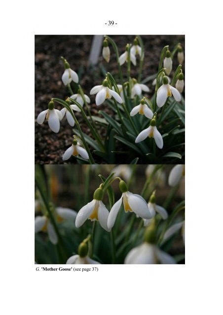 North Green Snowdrops