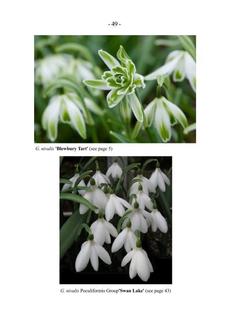 North Green Snowdrops