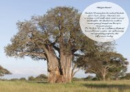 Page 11 Baobab Tree