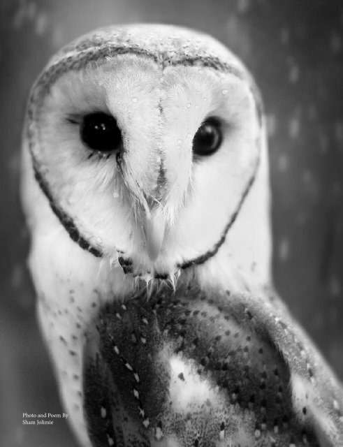 Owl Eye Issue 5_Int