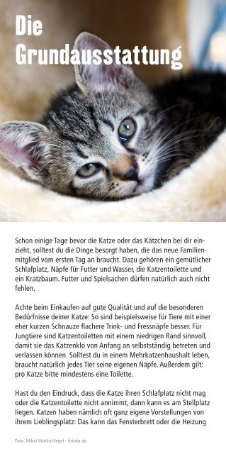 Eine Katze zieht ein