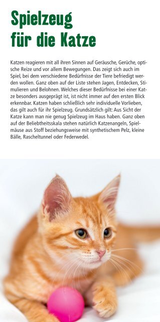 Eine Katze zieht ein