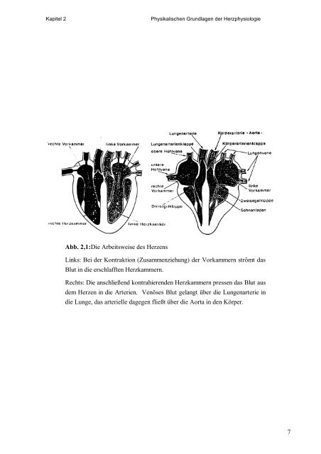 Physikalische Grundlagen des menschlichen Herz-Kreislaufsystems