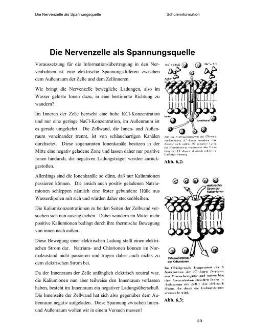 Physikalische Grundlagen des menschlichen Herz-Kreislaufsystems