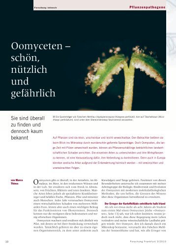 03Thines.pdf - Forschung Frankfurt