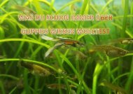 Steckbrief Guppy pdf