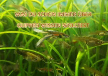 Alles was du schon immer über Guppies wissen wolltest