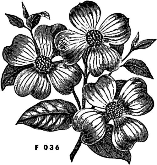 F 036