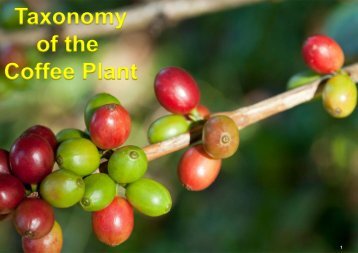 Taxonomy_of_the_coffee_plant