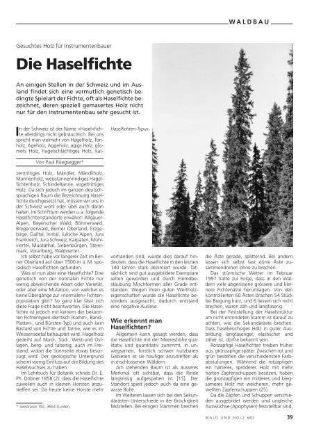 Die Haselfichte - Waldwissen.net