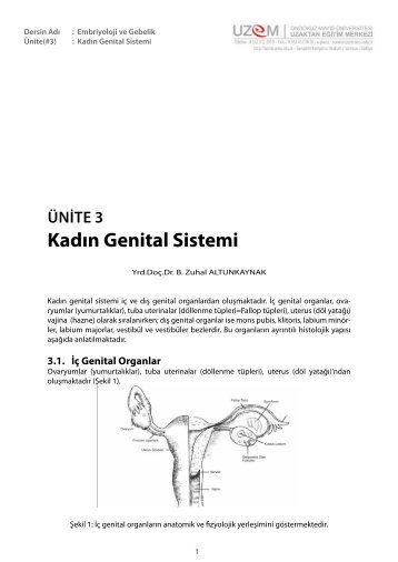ÜNİTE 3 Kadın Genital Sistemi - Uzem