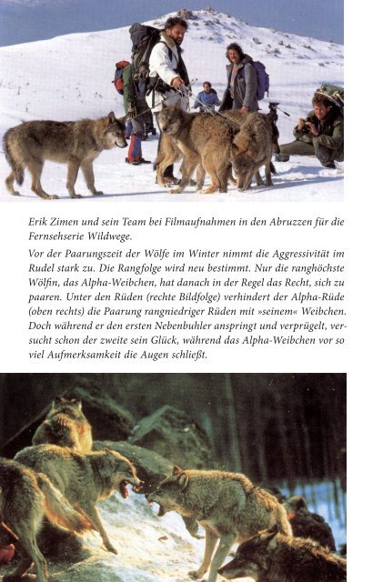 Der Wolf Verhalten, Ökologie und Mythos