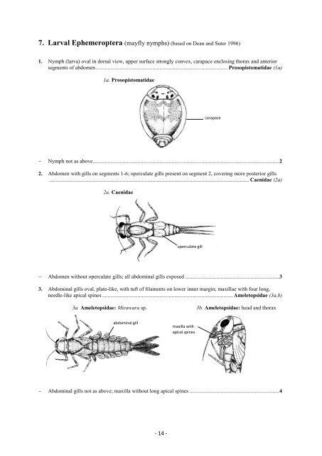 Guide riffle invertebrates Australian Wet Tropics streams