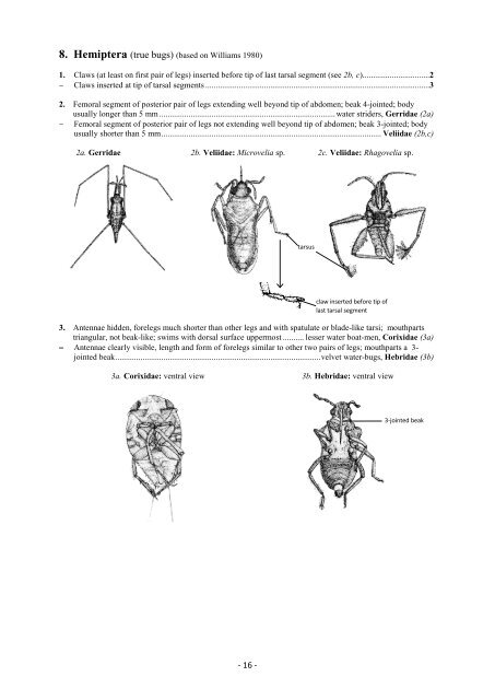 Guide riffle invertebrates Australian Wet Tropics streams