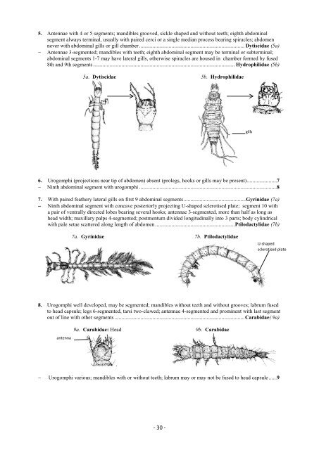 Guide riffle invertebrates Australian Wet Tropics streams