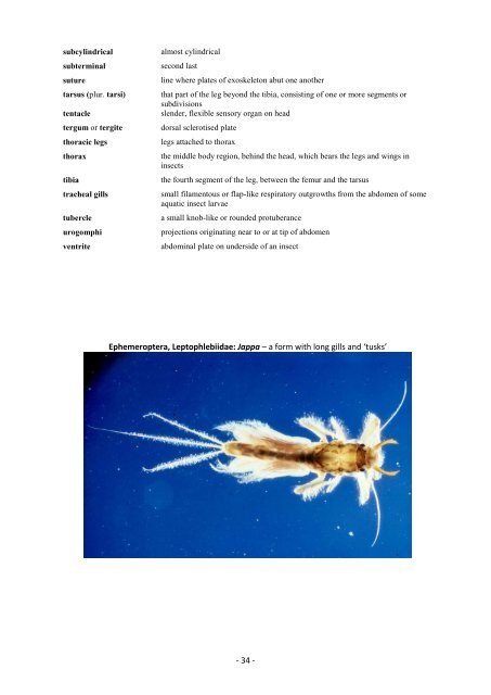 Guide riffle invertebrates Australian Wet Tropics streams