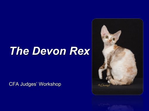 The Devon Rex