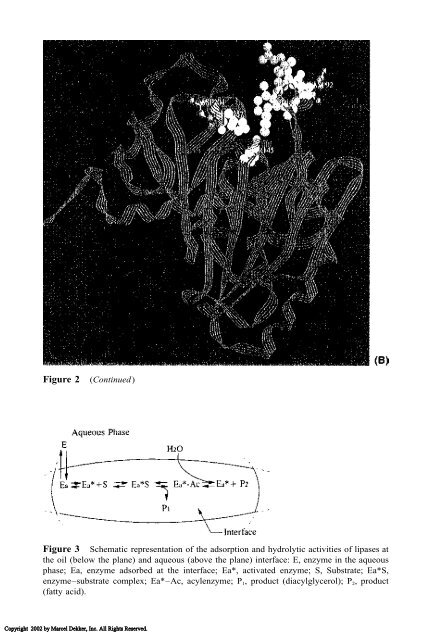 Food Lipids: Chemistry, Nutrition, and Biotechnology