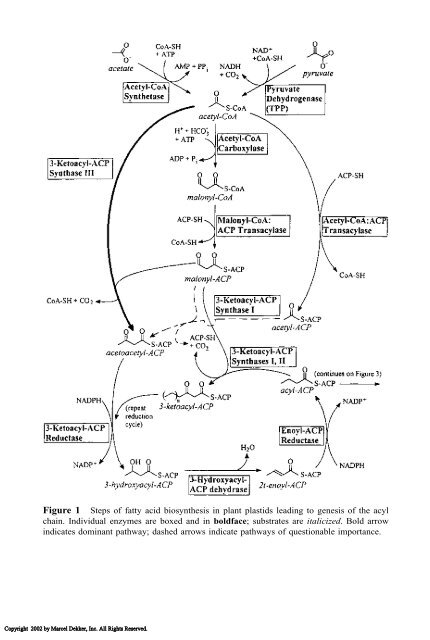 Food Lipids: Chemistry, Nutrition, and Biotechnology