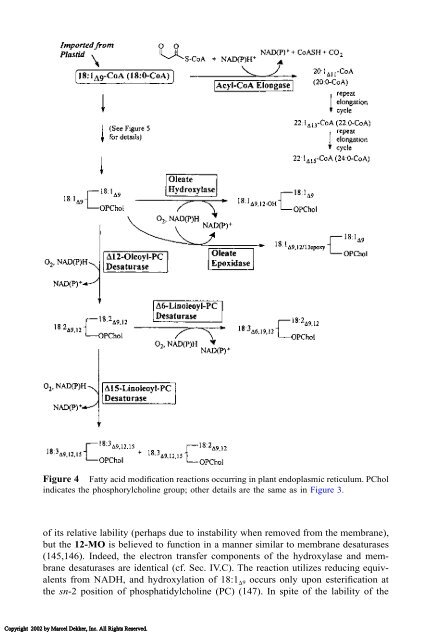 Food Lipids: Chemistry, Nutrition, and Biotechnology