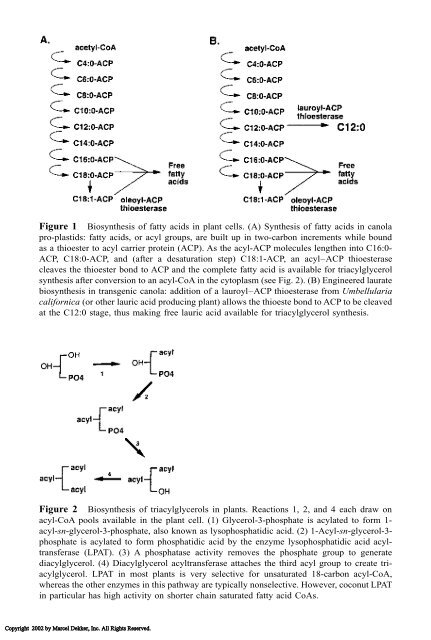 Food Lipids: Chemistry, Nutrition, and Biotechnology