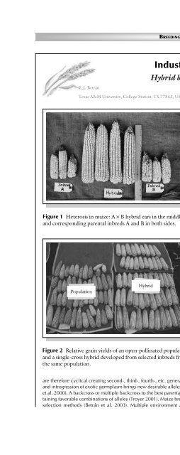 Principles of Plant Genetics and Breeding