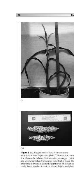 Principles of Plant Genetics and Breeding