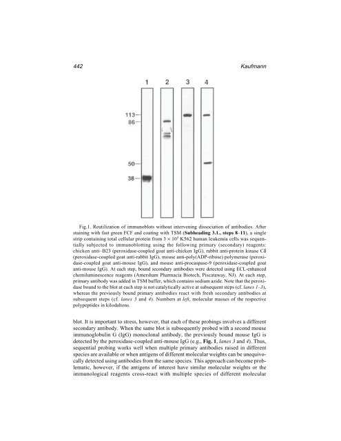 Protein Protocols Protein Protocols