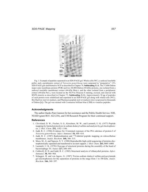 Protein Protocols Protein Protocols