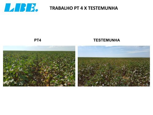 TRATAMENTO DA CULTURA DE ALGODÃO COM O PRODUTO PT 4-O DA LBE NA FAZENDA CEDRO EM MATO GROSSO BRASIL.