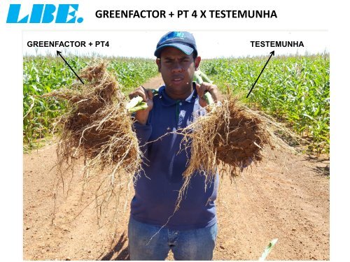 ACOMPANHAMENTO TÉCNICO DO PRODUTO PT 4-O DA LBE NA FAZENDA CEDRO NA CULTURA DO MILHO. MATO GROSSO