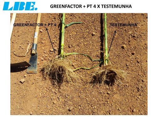 ACOMPANHAMENTO TÉCNICO DO PRODUTO PT 4-O DA LBE NA FAZENDA CEDRO NA CULTURA DO MILHO. MATO GROSSO