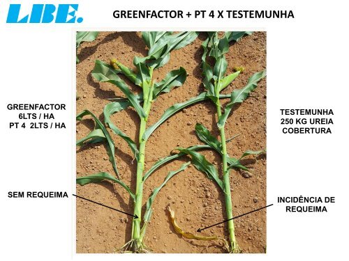 ACOMPANHAMENTO TÉCNICO DO PRODUTO PT 4-O DA LBE NA FAZENDA CEDRO NA CULTURA DO MILHO. MATO GROSSO