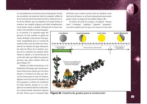 LA LUNA JAIRO 95