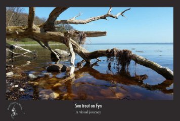 Seatrout on Fyn visual tour