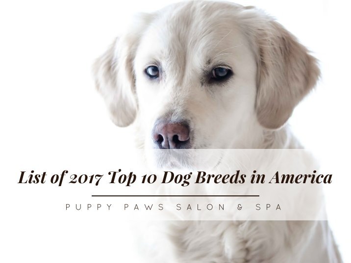 TopDogBreedsAmerica Magazines