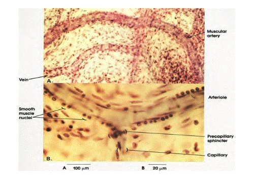 C4 APARATO  CARDIOVASCULAR