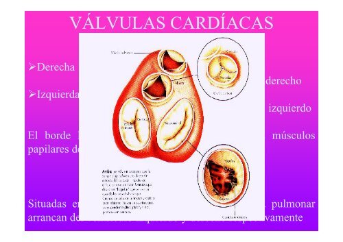 C4 APARATO  CARDIOVASCULAR