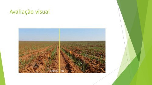 Resultado de controle de nematoides na cultura da Cana de açúcar com o produto da LBE PT 4-O na Usina Aroeira